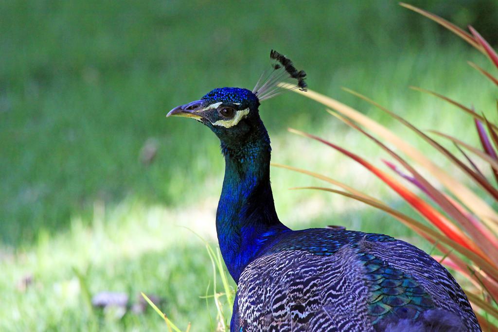 Eco Pousada Paraiso Dos Coqueirais Japaratinga Exterior foto