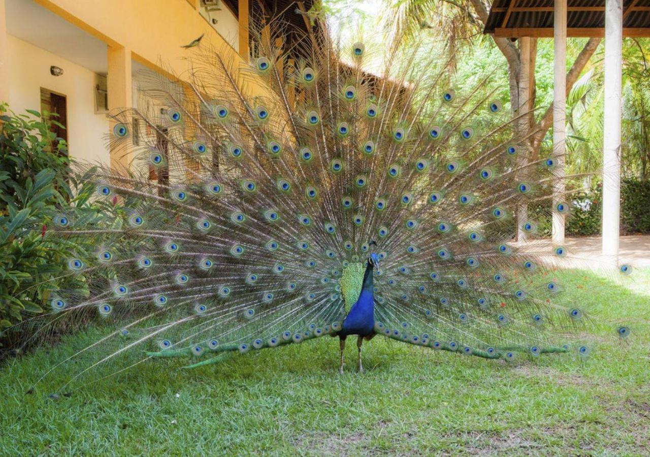 Eco Pousada Paraiso Dos Coqueirais Japaratinga Exterior foto