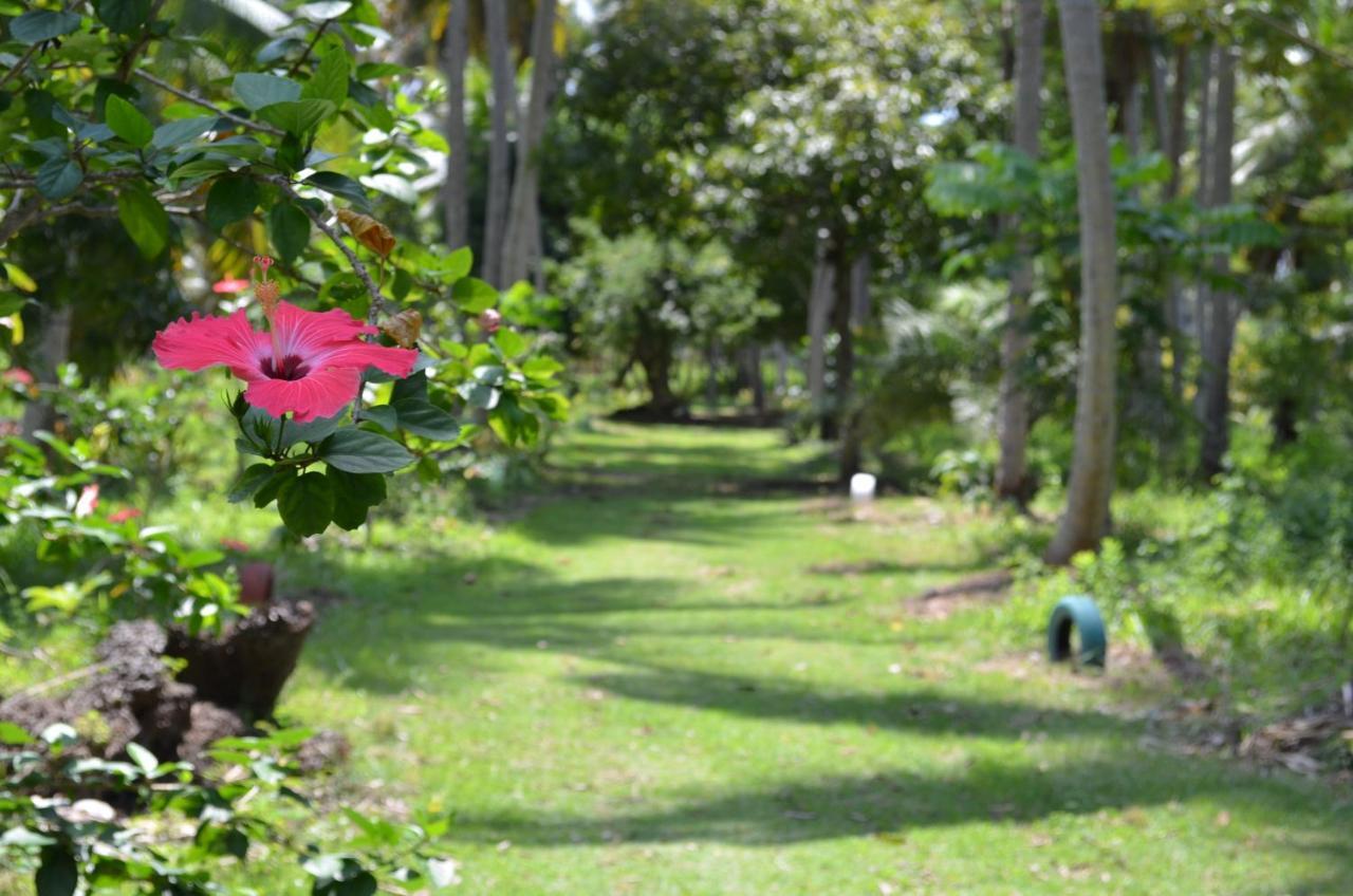 Eco Pousada Paraiso Dos Coqueirais Japaratinga Exterior foto